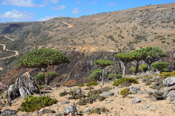 Jemen, socotra, dračí stromy na diksam plošině — Stock fotografie