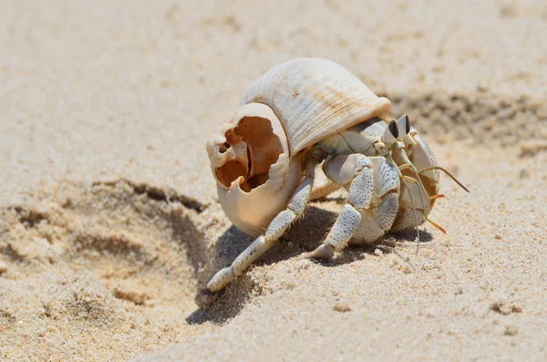 Caranguejo eremita na areia molhada na margem do Mar Arábico — Fotografia de Stock