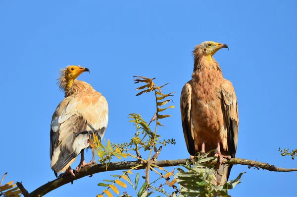 Os abutres (Neophron Percnopterus) sentam-se no ramo da árvore — Fotografia de Stock