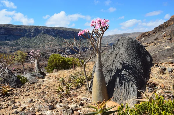 Yemen, Socotra, árboles de botella (rosa del desierto - adenium jalá) en la meseta de Diksami — Foto de Stock
