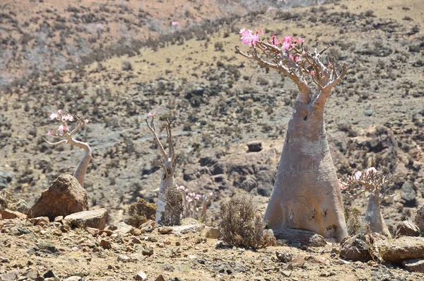 예멘 소코트, 병 나무 (사막 로즈-adenium obesum)에 mumi 고원 — 스톡 사진