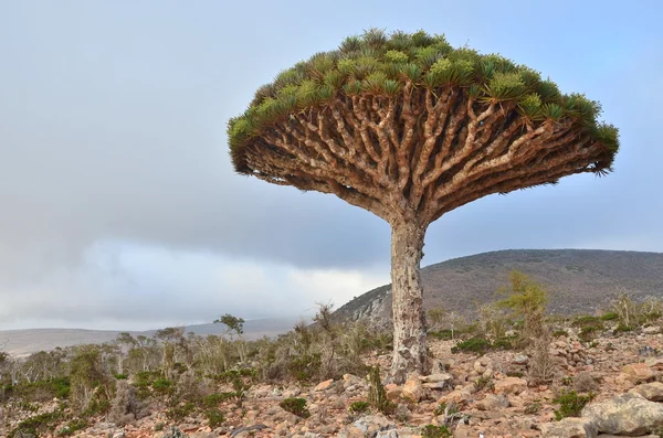 diksam platosu üzerinde yemen, socotra, ejderha ağaç