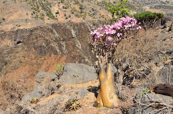 Yemen, Socotra, bottle trees (desert rose - adenium obesum) on Diksam plateau — Stock Photo, Image
