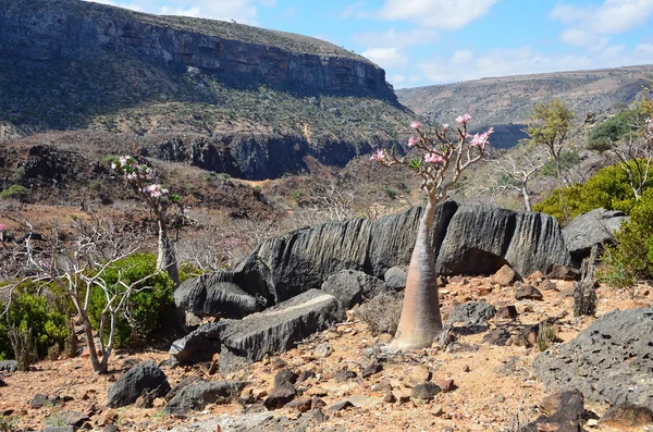 Yémen, Socotra, arbres à bouteilles (rose du désert - adénium obesum) sur le plateau de Diksam — Photo