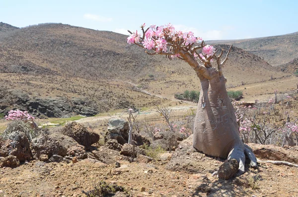 Yemen, Sokotra, şişe ağaçlar (çöl gülü - adenium obesum) mumi Yaylası — Stok fotoğraf