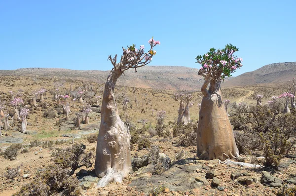 Yémen, Socotra, arbres à bouteilles (rose du désert - adénium obesum) sur le plateau de Mumi — Photo