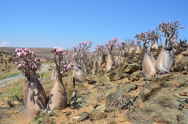 Yemen, Socotra, bottle trees (desert rose - adenium obesum) on Mumi plateau — Stock Photo, Image