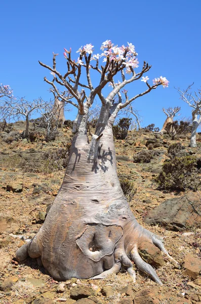 Yemen, Socotra, árboles de botella (rosa del desierto - adenium jalá) en la meseta de Mumi — Foto de Stock