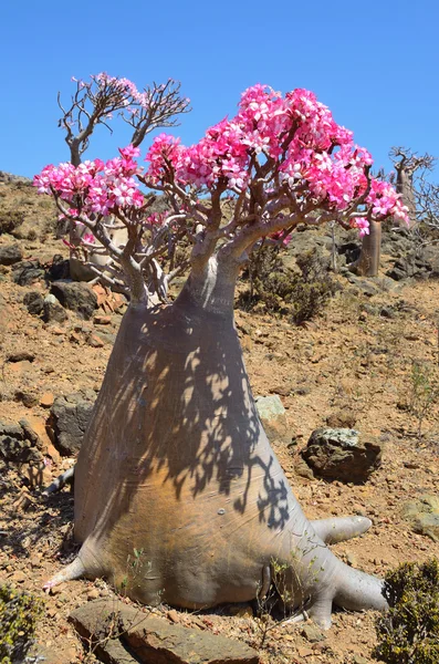 Yemen, socotra, fles bomen (woestijn roos - Woestijnroos obesum) op mumi plateau — Stockfoto