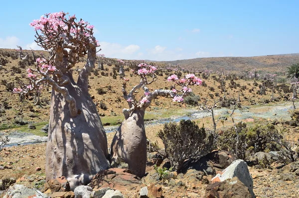 Jemen, Sokotra, butelka drzew (róża pustyni - Adium obesum) na płaskowyżu mumi — Zdjęcie stockowe