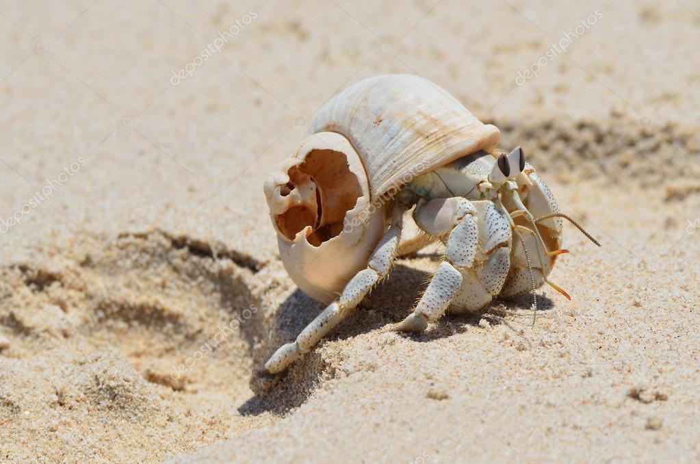 Hermit crab on wet sand on the bank of the Arabian Sea — Stock Photo © irinabal18 45028645