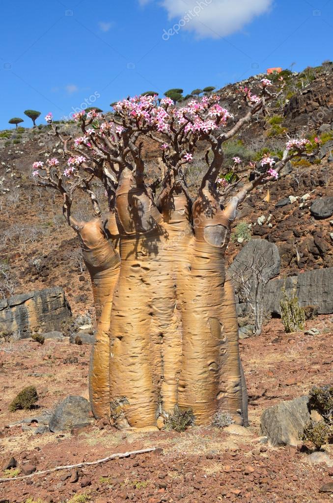 Yemen, Socotra, bottle tree (desert rose adenium obesum) on Diksam