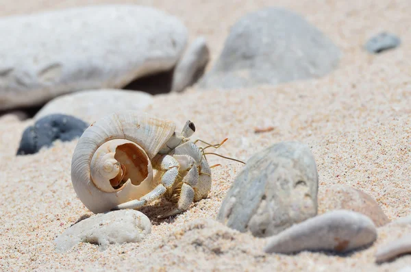 Caranguejo eremita na areia molhada na margem do Mar Arábico — Fotografia de Stock