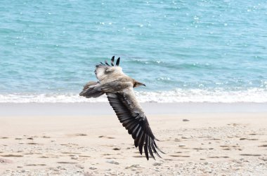 Egiptian vulture (Neophron Percnopterus) in flight over the sea on Sokotra island clipart