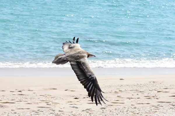 Egiptian vulture (Neophron Percnopterus) in flight over the sea on Sokotra island — Stock Photo, Image