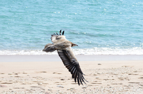 Egiptian vulture (Neophron Percnopterus) in flight over the sea on Sokotra island