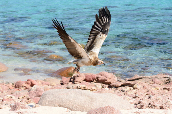 Egiptian vulture (Neophron Percnopterus) in flight over the sea on Sokotra island