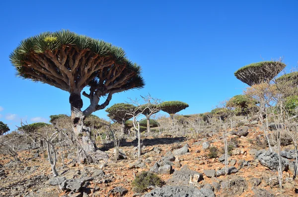 Yemen, Socotra, dragon trees on Diksam plateau — Stock Photo, Image