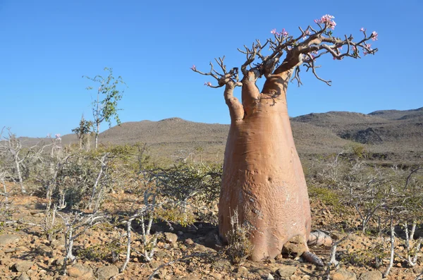 Jemen, Sokotra, Flaschenbäume (Wüstenrose - Adenium obesum) auf dem Plateau oberhalb der Kalesan-Schlucht — Stockfoto