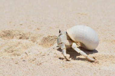 pavurya Umman Denizi kıyısında ıslak kum üzerinde