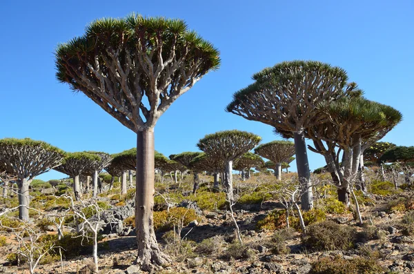 Yémen, Socotra, arbres dragons sur le plateau de Diksam — Photo