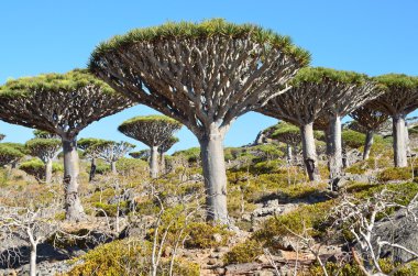 Yemen, Sokotra, dragon ağaçta diksam Yaylası