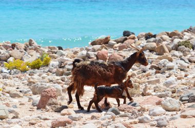 Yemen Sokotra Adası üzerinde goast