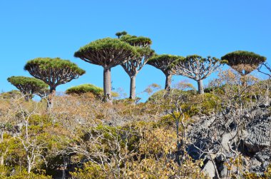 Yemen, Sokotra, dragon ağaçta diksam Yaylası