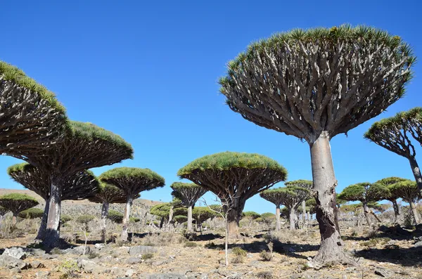 Diksam 高原のイエメン ソコトラ竜血樹 — ストック写真