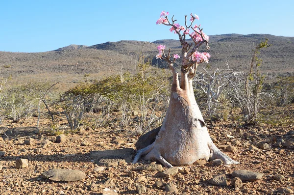 Yemen, socotra, fles bomen (woestijn rose - Woestijnroos obesum) — Stockfoto