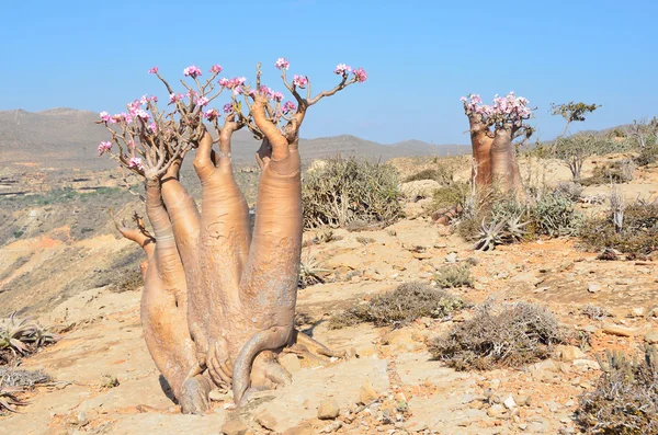 Jemen, Socotra, láhev stromy (pouštní růže - adenium obesum) na Homhil plošině — Stock fotografie