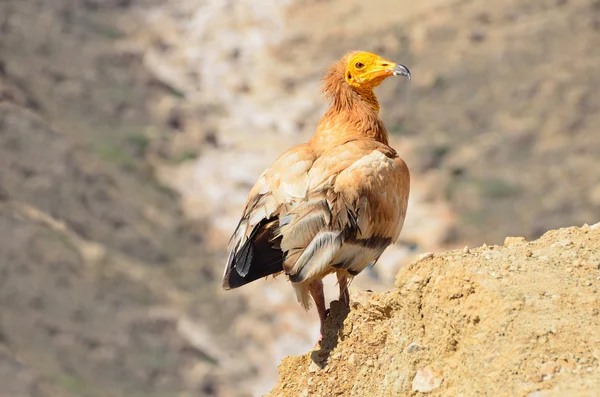 Abutre egípcio (Neophron Percnopterus) na ilha de Socotra — Fotografia de Stock