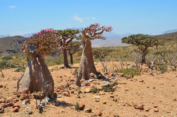 Yemen, Socotra, árboles de botella y ladan en la meseta de Homhil —  Fotos de Stock