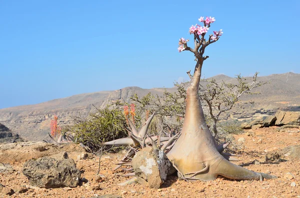 Yémen, Socotra, arbres à bouteilles (rose du désert - adénium obesum) sur le plateau d'Homhil — Photo