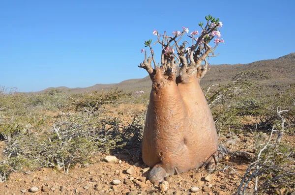Yemen, Socotra, fles bomen (woestijn rose - Woestijnroos obesum) op Homhil plateau — Stockfoto