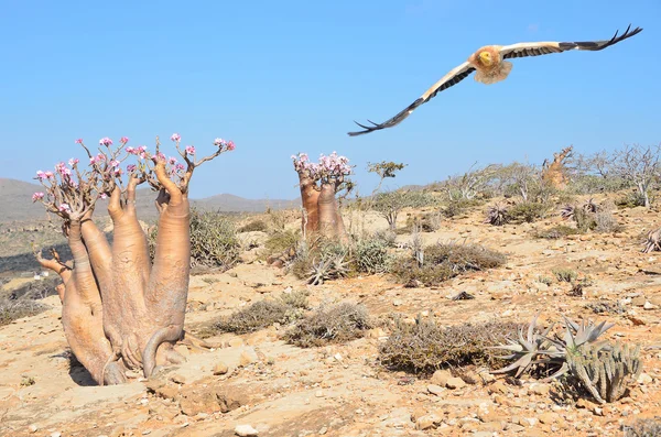 Abutre egípcio (Neophron Percnopterus) em voo sobre a ilha de Socotra — Fotografia de Stock