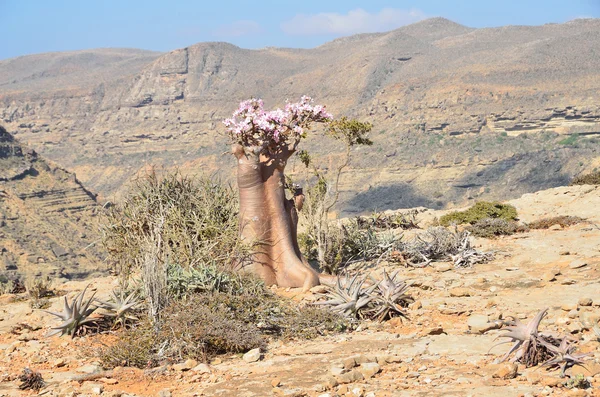 Yemen, Socotra, árboles de botella (rosa del desierto - adenium jalá) en la meseta de Mumi — Foto de Stock