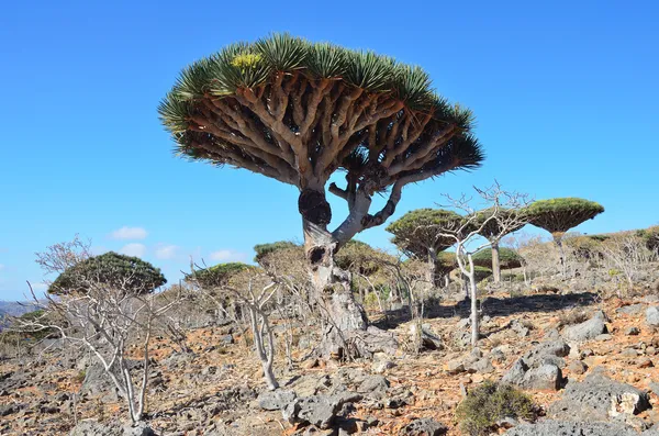 Yemen, socotra, drakenbomen op diksam plateau — Stockfoto