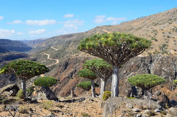 Yemen, socotra, drakenbomen op diksam plateau — Stockfoto