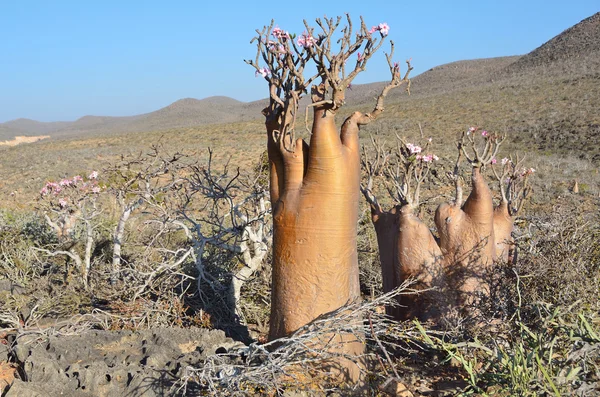 Yemen, Socotra, fles bomen (woestijn rose - Woestijnroos obesum) op Homhil plateau — Stockfoto