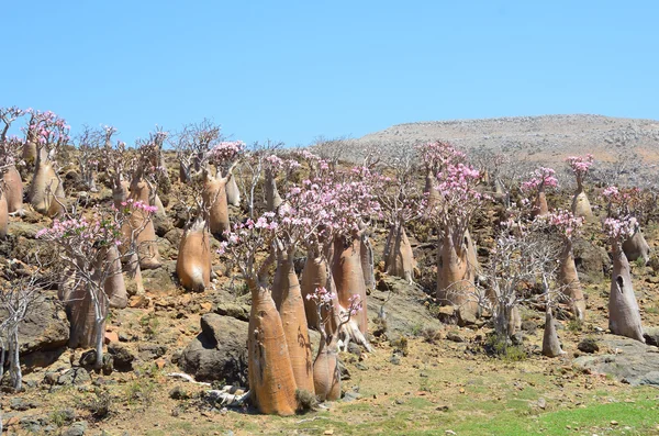 Jemen, Sokotra, butelka drzew (róża pustyni - Adium obesum) na płaskowyżu mumi — Zdjęcie stockowe