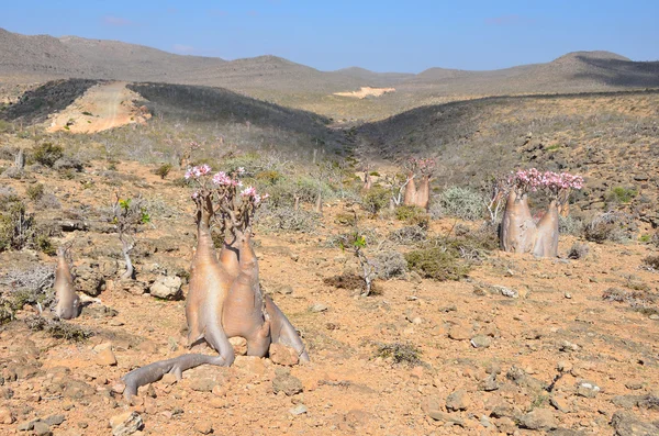 Jemen, socotra, flaska träd (desert rose - adenium obesum) — Stockfoto