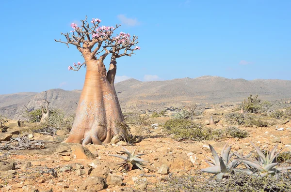 Yemen, socotra, fles bomen (woestijn rose - Woestijnroos obesum) — Stockfoto