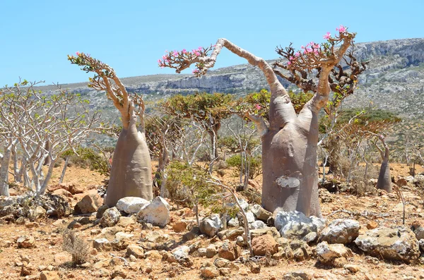 Yémen, Socotra, arbres à bouteilles (rose du désert - adénium obesum) sur le plateau d'Homhil — Photo