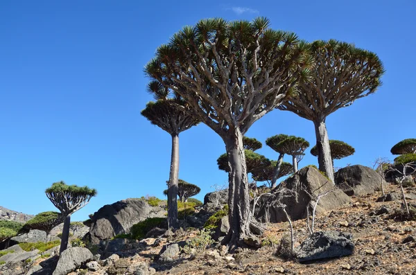Diksam 고원에 예멘, socotra, 드래곤 나무 — 스톡 사진