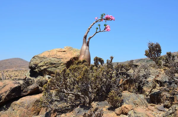 Yemen, socotra, fles bomen (woestijn roos - Woestijnroos obesum) op mumi plateau — Stockfoto
