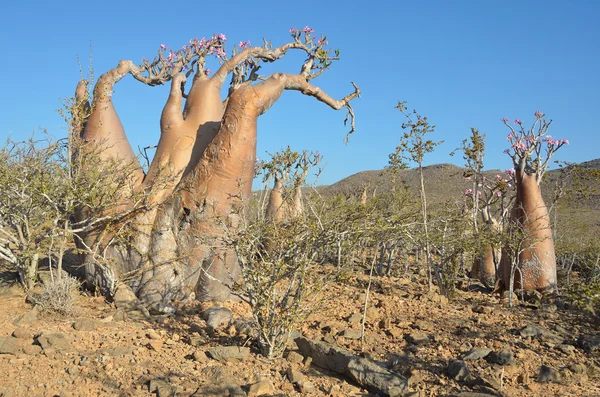 Yemen, Socotra, árboles de botella (rosa del desierto adenium jalá) en la meseta sobre el desfiladero de Kalesan — Foto de Stock