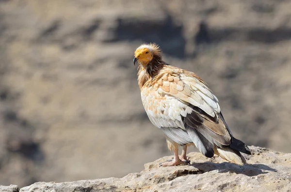 L'avvoltoio (Neophron Percnopterus) siede sulla pietra — Foto Stock