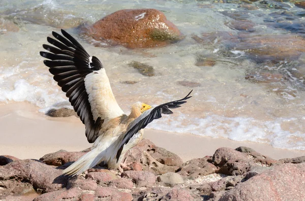 埃及秃鹰 （neophron percnopterus） 在索科特拉岛上 — 图库照片