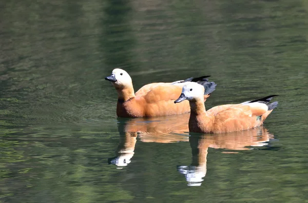 Ruddy gravänder — Stockfoto